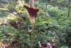 Hari Ini! Bunga Bangkai Tinggi Nyaris 5 Meter Mekar Sempurna, Cek Lokasi 
