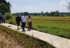 Kecewa PPL Tak Turun Lapangan, Ini Yang Dilakukan Petani Sawah Pino Raya