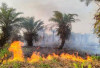 Kasus Kebakaran Lahan Menurun Periode Januari-Juli di KOta Bengkulu, Kasi Ops: Dipengaruhi Musim 