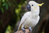 Kenapa Burung Beo dan Kakak Tua Bisa Berbicara? Ternyata Ini Penyebabnya