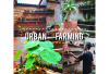 Urban Farming Solusi Bertani Masyarakat Perkotaan, Kenali Keuntungan dan Kekurangan Urban Farming