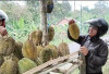 Jangan Terkecoh, Begini Cara Pilih Durian yang Sudah Matang