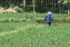 Panen Raya 920 Hektare Sawah di Bengkulu Utara, Petani Khawatir Beras Subsidi Pengaruhi Harga Beras Lokal