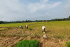 Kemarau, 100 Hektare Sawah Tebat Sibun Seluma Terancam Gagal Panen