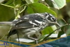 Burung Endemik Puerto Rico! Berikut 5 Fakta Unik Elfin woods Warbler