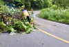 3 Titik di Liku Sembilan Bengkulu Tengah Longsor dan Pohon Tumbang