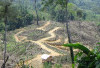 Kebun Sawit Ilegal Pejabat di Hutan Mukomuko Ancam Keselamatan Warga 