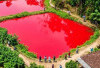Air Kolam Ikan di Pagar Alam Mendadak Merah Usai Hujan, Ternyata Akibat Limbah Drum Bekas Cat