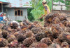 Harga TBS Sawit Terus Menanjak Naik, Usulan Replanting Kebun Meningkat 