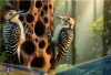 Punya Corak Hati pada Sayap! Berikut 5 Fakta Unik Burung Heart spotted Woodpecker