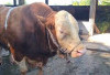 Sapi Kurban dari Presiden untuk Seluma Seberat 977 Kg, Akan Dikurbankan di Masjid Al-Ikhlas 