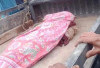 Ditabrak Lalu Terlindas, Siswi SMP di Rejang Lebong Tewas di Bawah Kolong Bus SAN