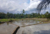 Kabar Baik, Musim Tanam Tiba Pupuk Subsidi untuk Petani di Bengkulu Selatan Disalurkan