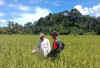 Babinsa Bantu Poktan Persiapan Pompanisasi Sawah, Antisipasi Masalah Kekeringan