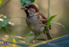 Terancam Punah! Berikut 4 Fakta Unik House Sparrow, Jenis Burung Pipit