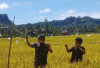 TNI Bantu Usir Hama Burung di Sawah, Ini yang Dilakukan Anggota Kodim 0408 BSK