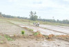 Irigasi Teknis Dorong Sawah Mukomuko Panen Padi 3 Kali