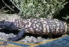 Paling Beracun di Dunia! Berikut 5 Fakta Unik Kadal Gila Monster, Berbahaya bagi Manusia