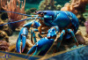 Punya Warna Mencolok! Berikut 5 Fakta Unik Lobster Biru, Hewan Laut Langka