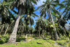 Biaya Replanting Kelapa Sawit Bengkulu Selatan di 2025 Naik Menjadi Rp 60 Juta 