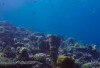 Destinasi Keluarga yang Viral di Sulawesi Tengah! Berikut 5 Fakta Menarik Wisata Taman Nasional Togean