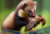 Berbahaya! Berikut 9 Fakta Unik Pine Marten, Hewan Lucu