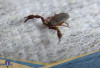 Bisa Melumpuhkan Mangsanya Menjadi Cairan! Berikut 6 Fakta Unik Pseudoscorpion