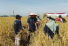 Panen Raya, Produktifitas Sawah di Bengkulu Utara Meningkat 