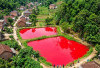 Fenomena Kolam Ikan Berubah Merah Usai Hujan, Gegerkan Warga Pagar Alam