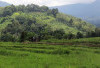 300 Hektare Sawah Siap Tanam, Ketersediaan Pupuk Jadi Harapan Petani 