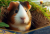 Punya Ekor Tak Terlihat! Berikut 5 Fakta Unik Brazilian Guinea Pig