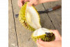 Fakta Buah Durian di Indonesia, Tempat Beli hingga Tips Memilih Buah yang Bagus